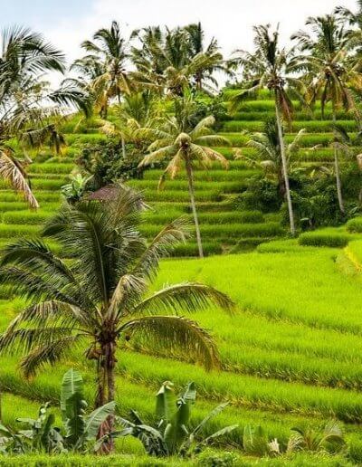 Privát utazás Indonézia rizsföld