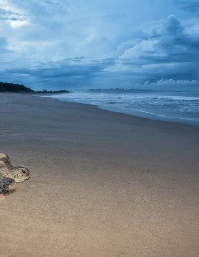 Privát utazás Indonézia teknős